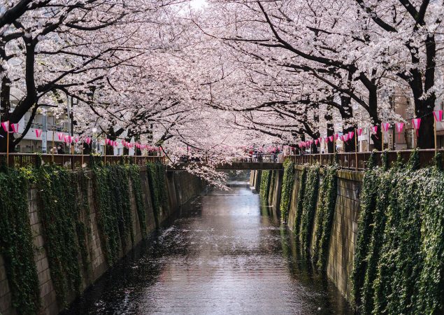 sakura sakura